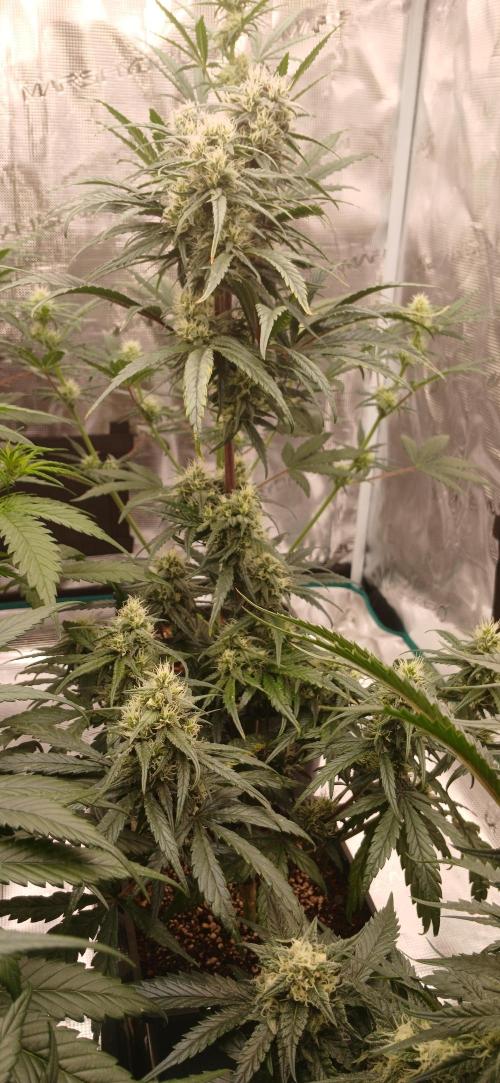 Kiwi x Papaya test. Week 6