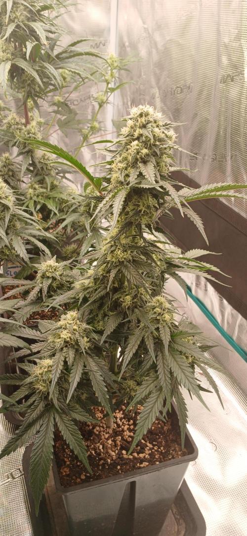 Kiwi x Papaya test. Week 6