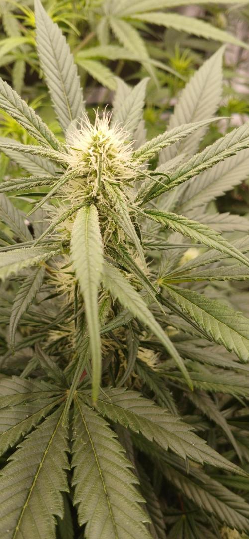 Kiwi x Papaya test. Week 6