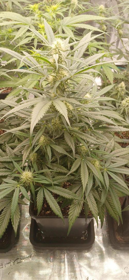 Kiwi x Papaya test. Week 6