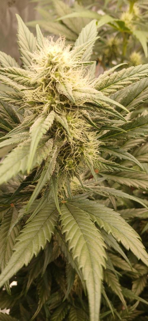 Kiwi x Papaya test. Week 6