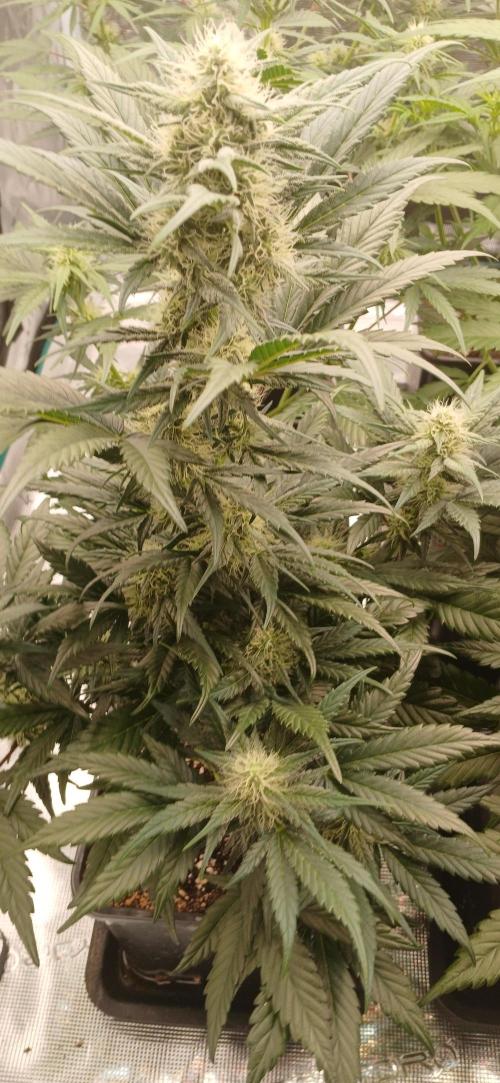 Kiwi x Papaya test. Week 6