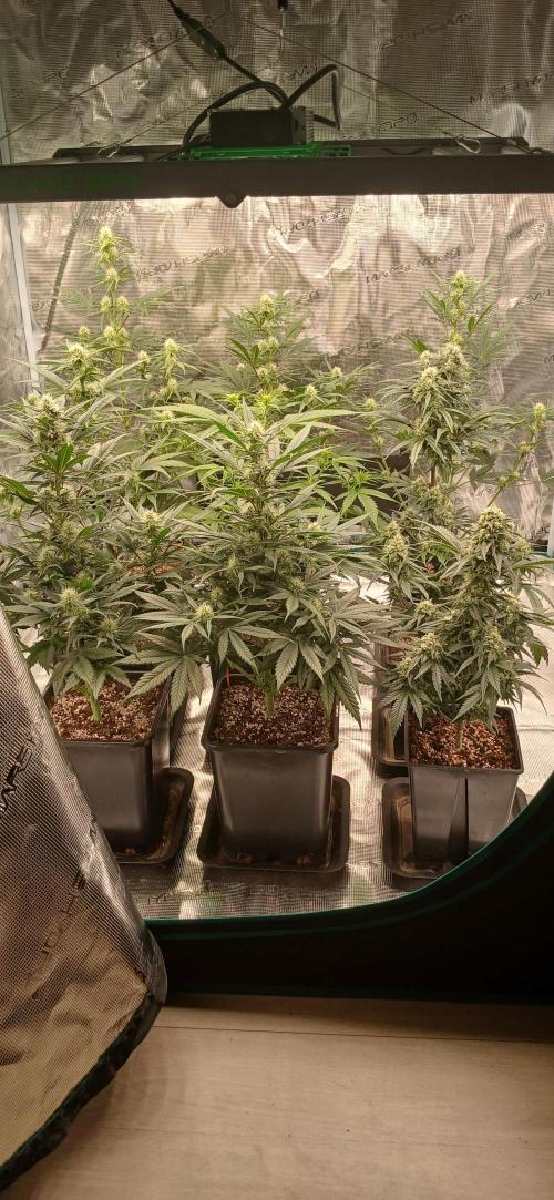 Kiwi x Papaya test. Week 6