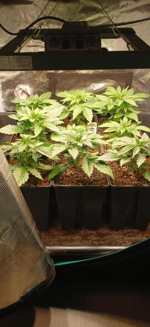 Fast Bud mix auto. Week 2