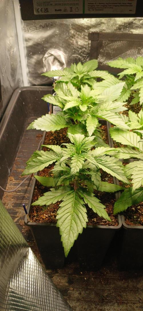 Fast Bud mix auto. Week 2 - Guava