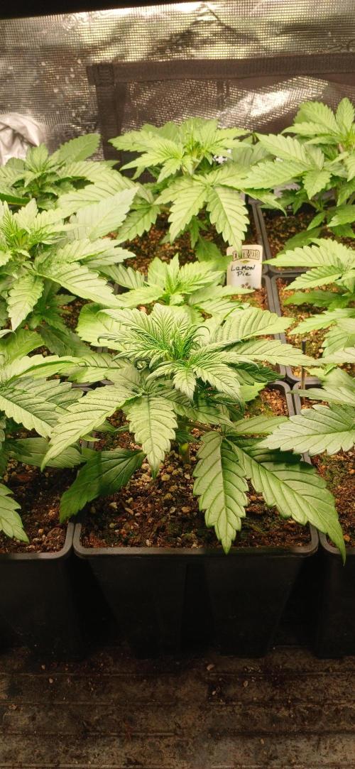 Fast Bud mix auto. Week 2 - Banana purple punch and lemon pie