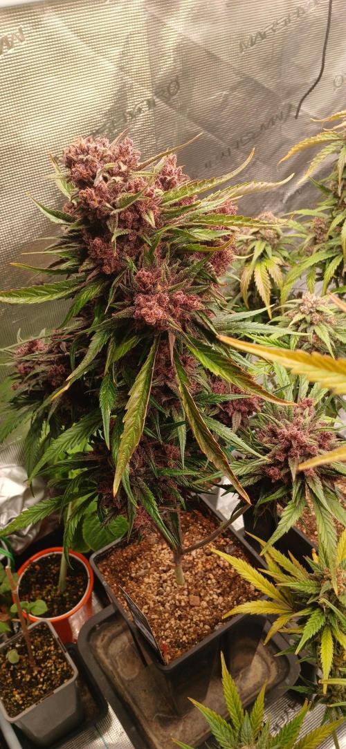 Banana Purple /GorillaZ/West Coast OG. Week 10