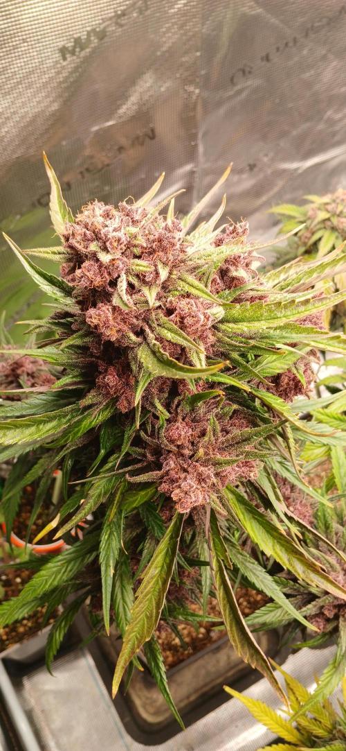 Banana Purple /GorillaZ/West Coast OG. Week 10