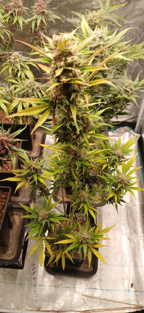 Banana Purple /GorillaZ/West Coast OG. Week 10