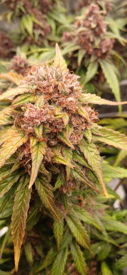 Banana Purple /GorillaZ/West Coast OG. Week 10