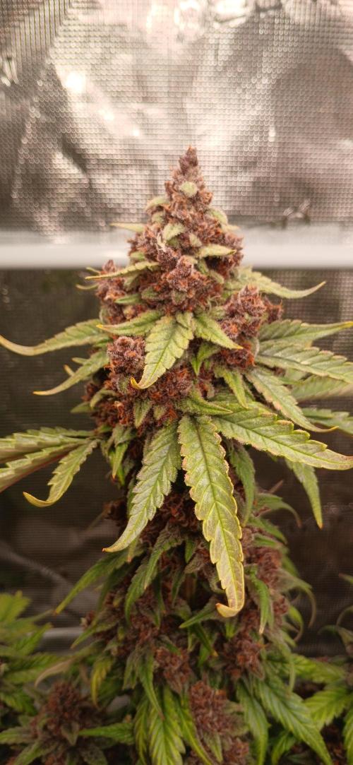 Banana Purple /GorillaZ/West Coast OG. Week 10