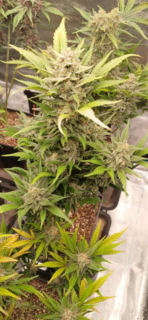 Banana Purple /GorillaZ/West Coast OG. Week 10