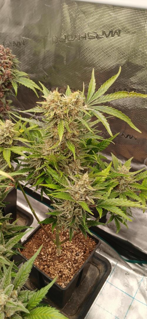 Banana Purple /GorillaZ/West Coast OG. Week 10