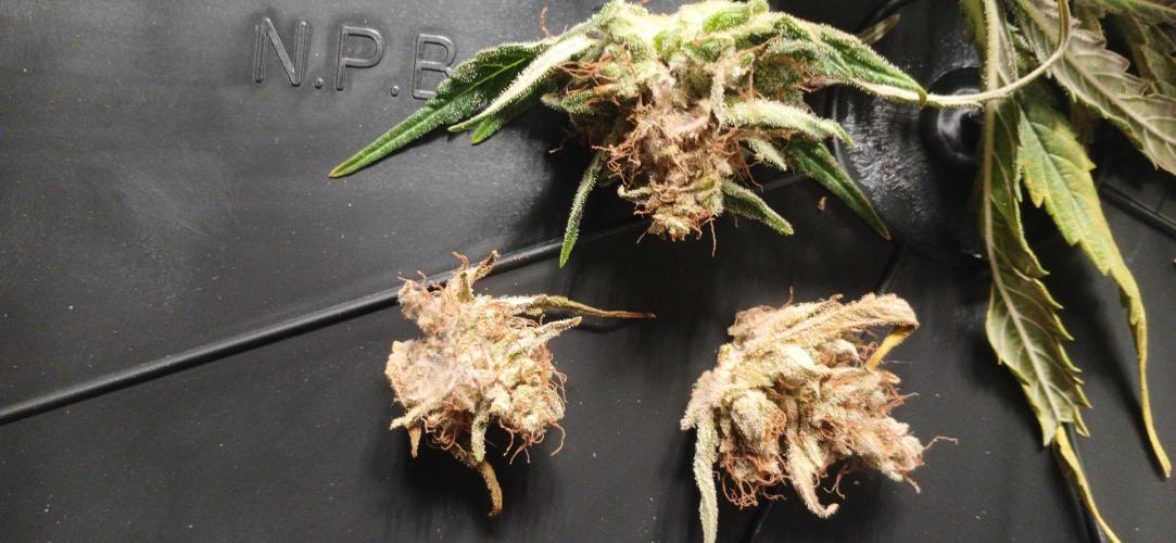 Banana Purple /GorillaZ/West Coast OG. Week 10