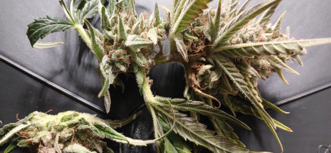 Banana Purple /GorillaZ/West Coast OG. Week 10