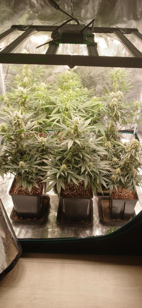 Kiwi x Papaya test. Week 7