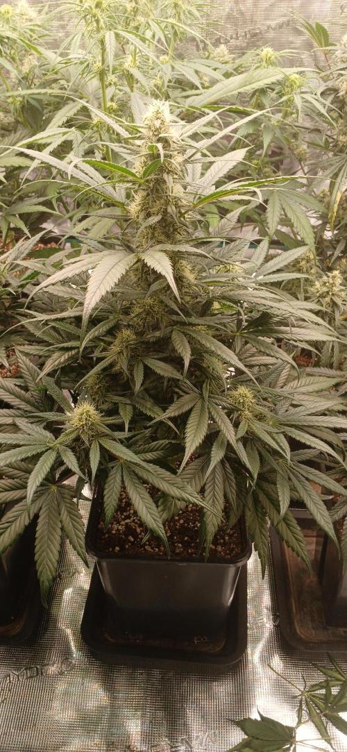 Kiwi x Papaya test. Week 7