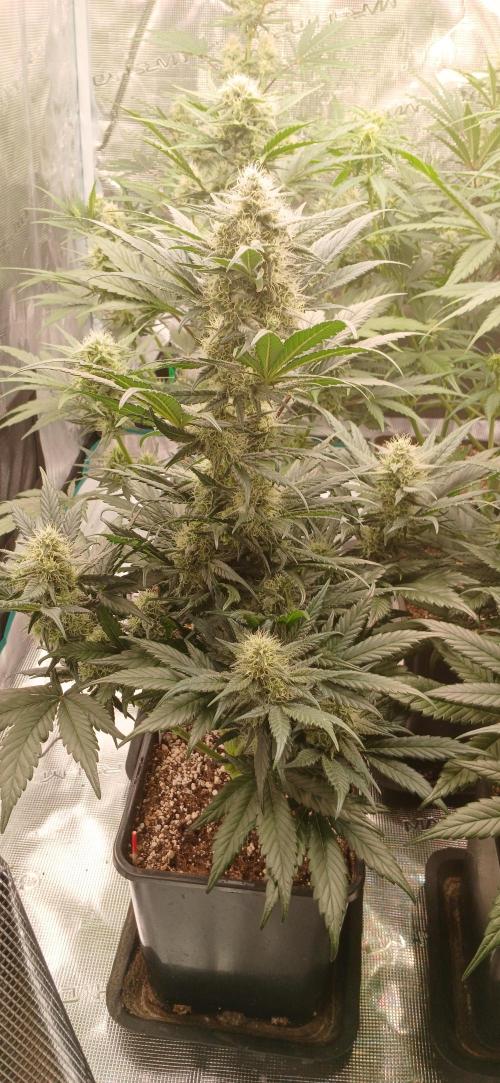 Kiwi x Papaya test. Week 7