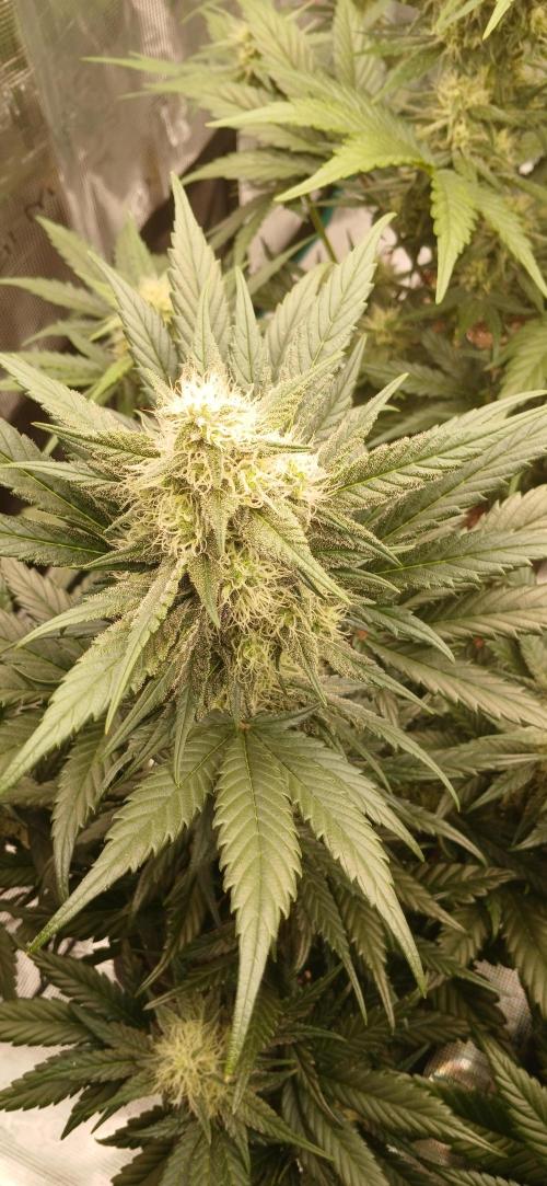 Kiwi x Papaya test. Week 7