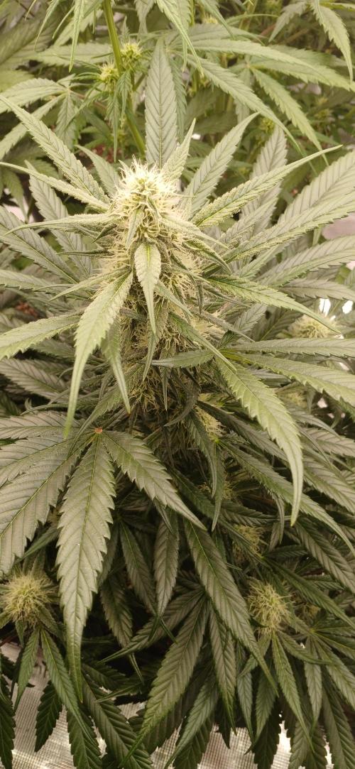 Kiwi x Papaya test. Week 7