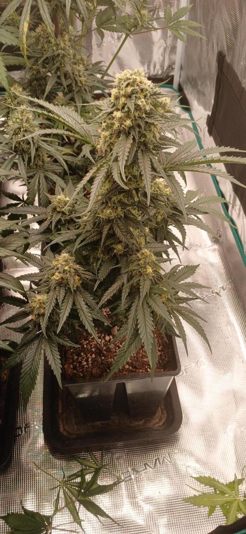 Kiwi x Papaya test. Week 7