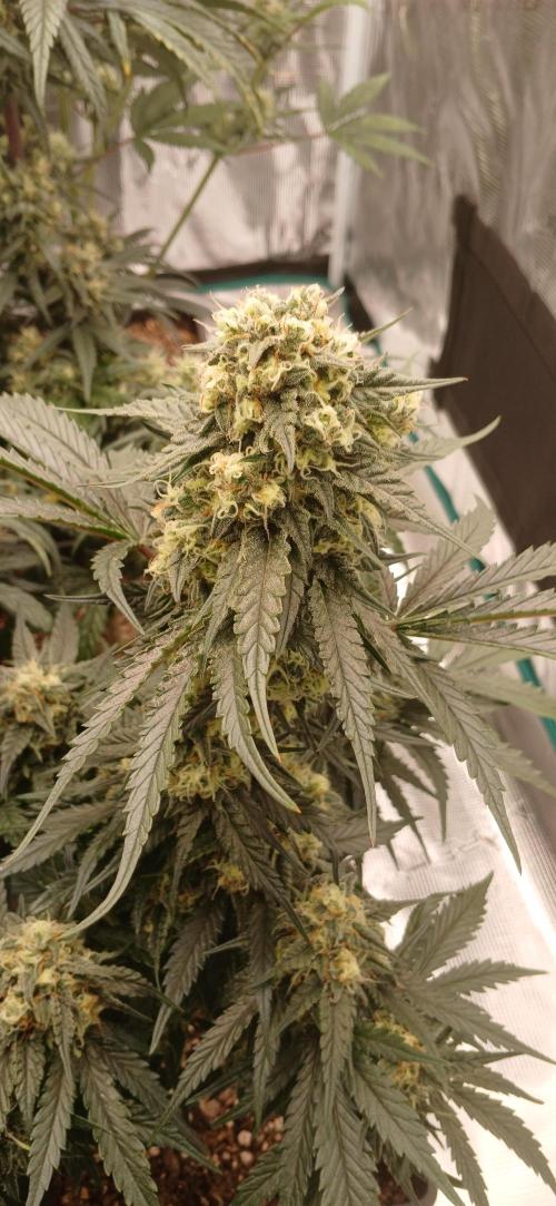 Kiwi x Papaya test. Week 7