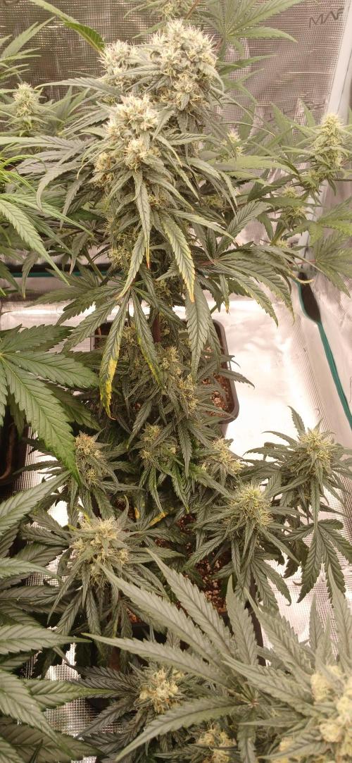 Kiwi x Papaya test. Week 7