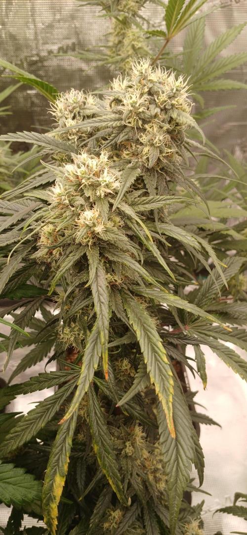 Kiwi x Papaya test. Week 7