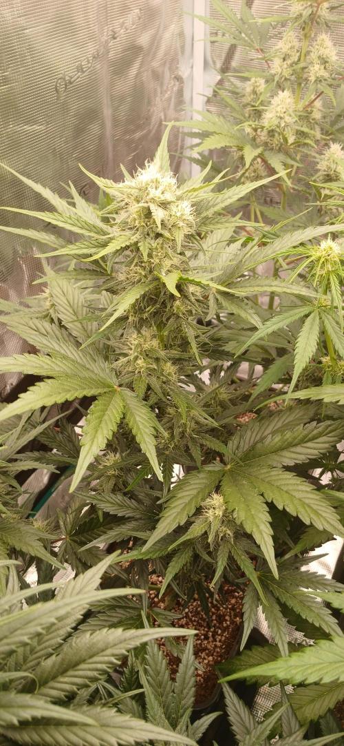 Kiwi x Papaya test. Week 7