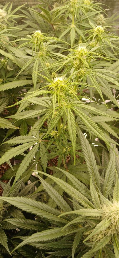 Kiwi x Papaya test. Week 7