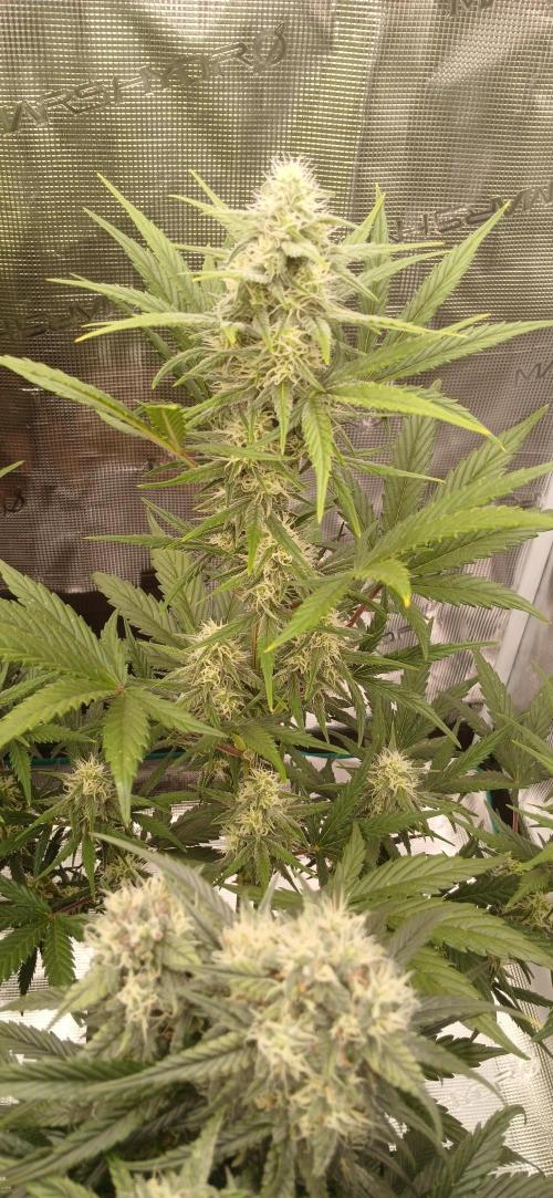 Kiwi x Papaya test. Week 7