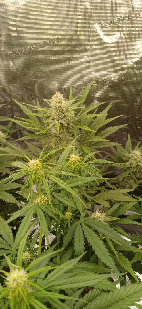 Kiwi x Papaya test. Week 7