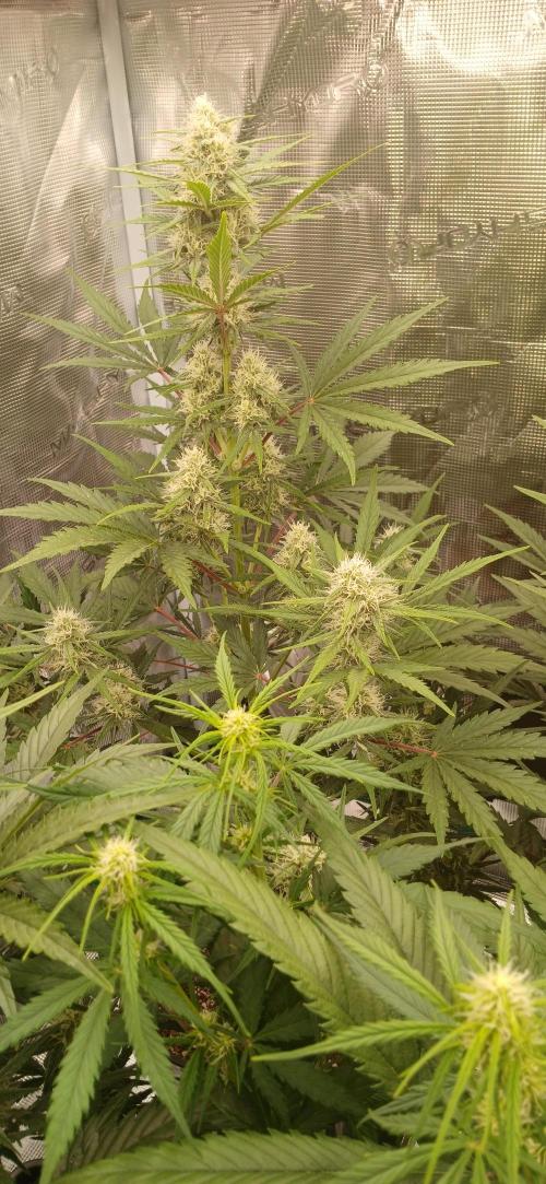 Kiwi x Papaya test. Week 7