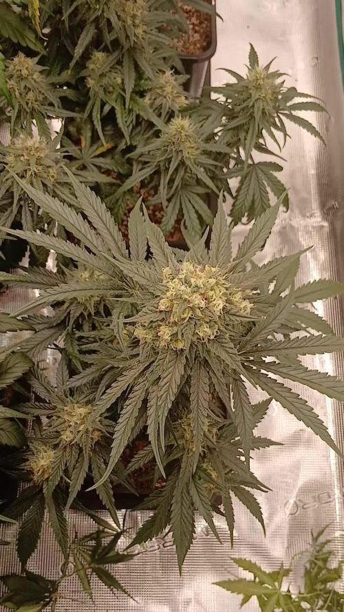 Kiwi x Papaya test