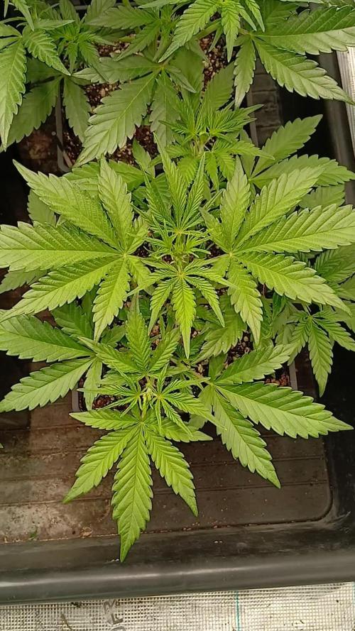 Fast Bud mix auto