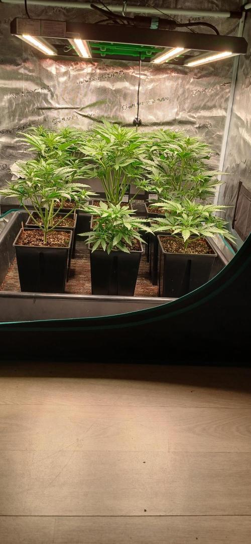 Fast Bud mix auto. Week 3