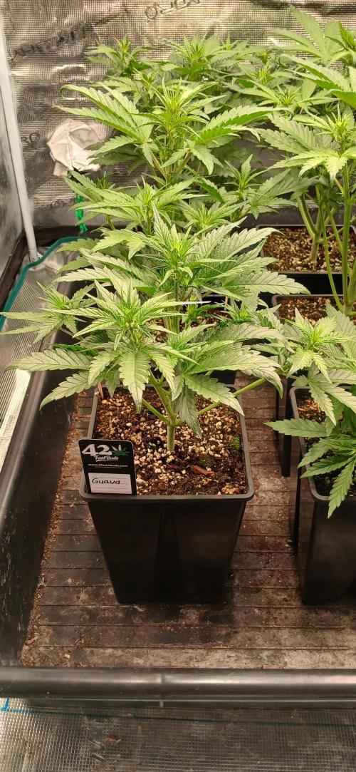 Fast Bud mix auto. Week 3