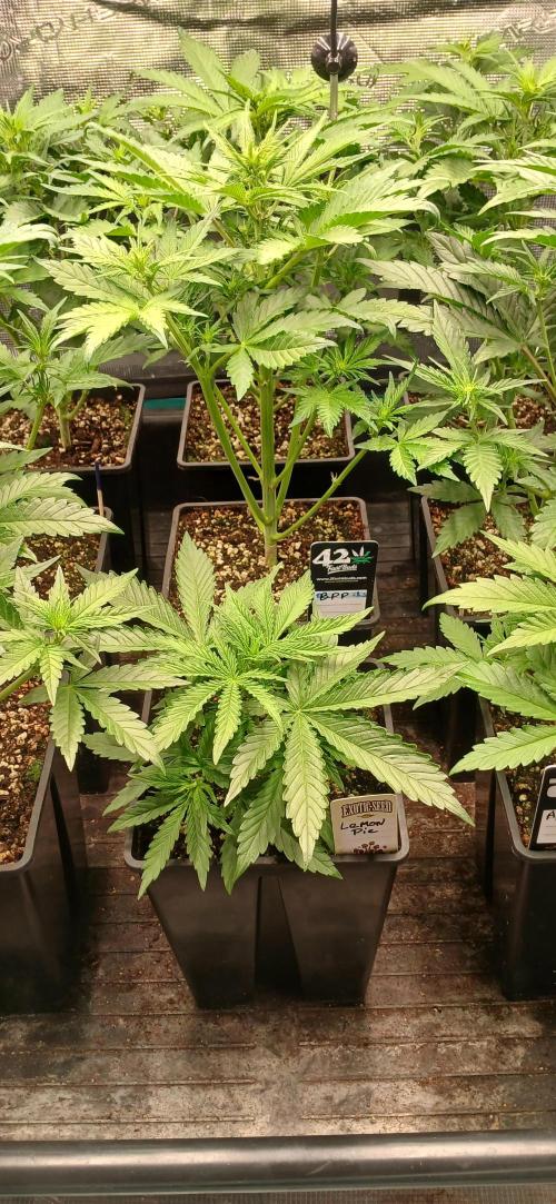 Fast Bud mix auto. Week 3