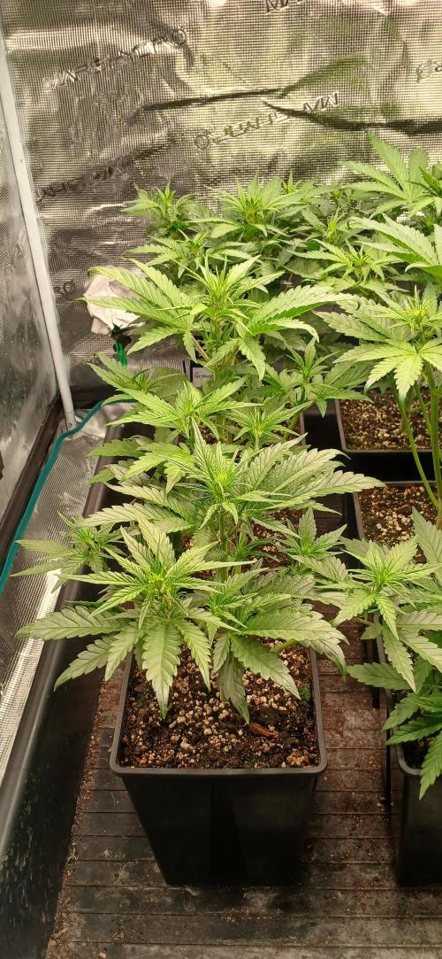 Fast Bud mix auto. Week 3