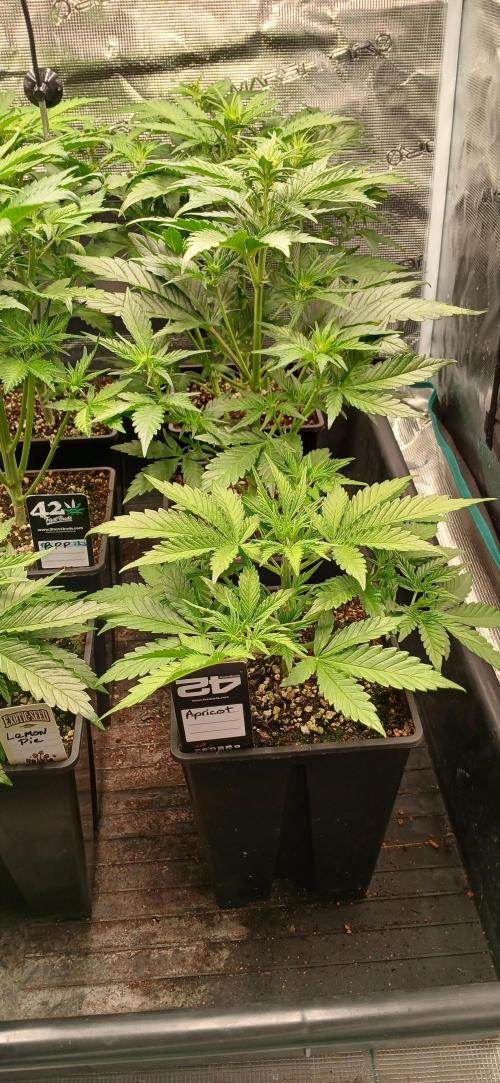 Fast Bud mix auto. Week 3