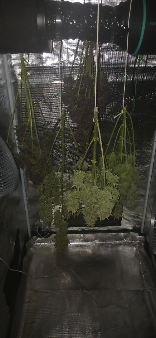 Banana Purple /GorillaZ/West Coast OG. Week 11