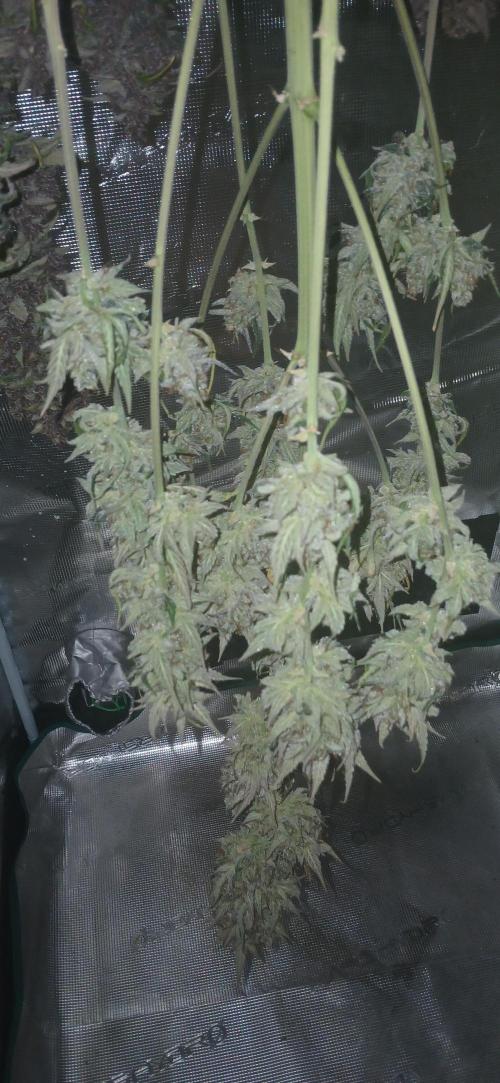 Banana Purple /GorillaZ/West Coast OG. Week 11