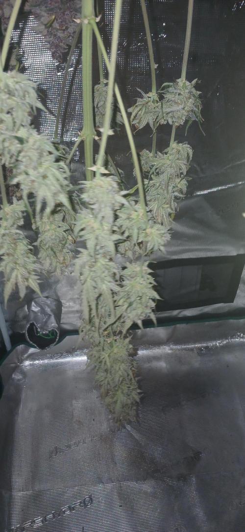 Banana Purple /GorillaZ/West Coast OG. Week 11