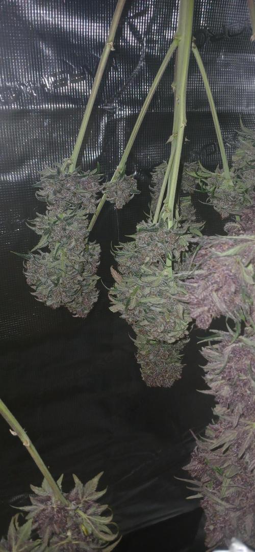 Banana Purple /GorillaZ/West Coast OG. Week 11