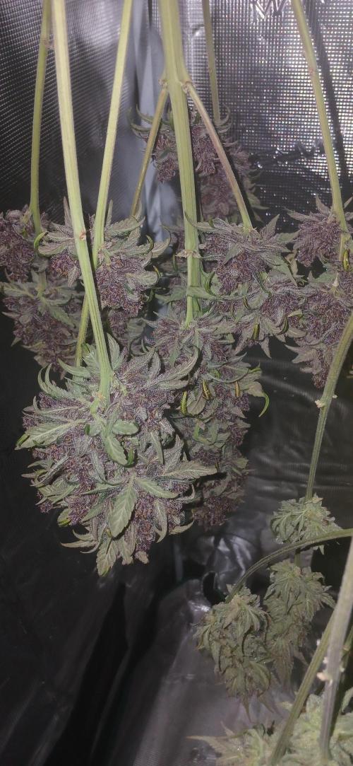 Banana Purple /GorillaZ/West Coast OG. Week 11