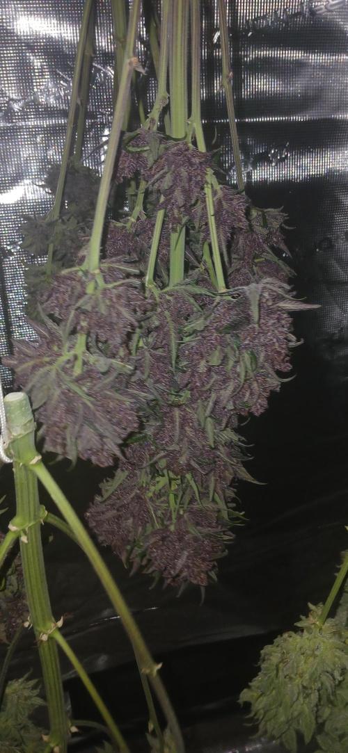 Banana Purple /GorillaZ/West Coast OG. Week 11