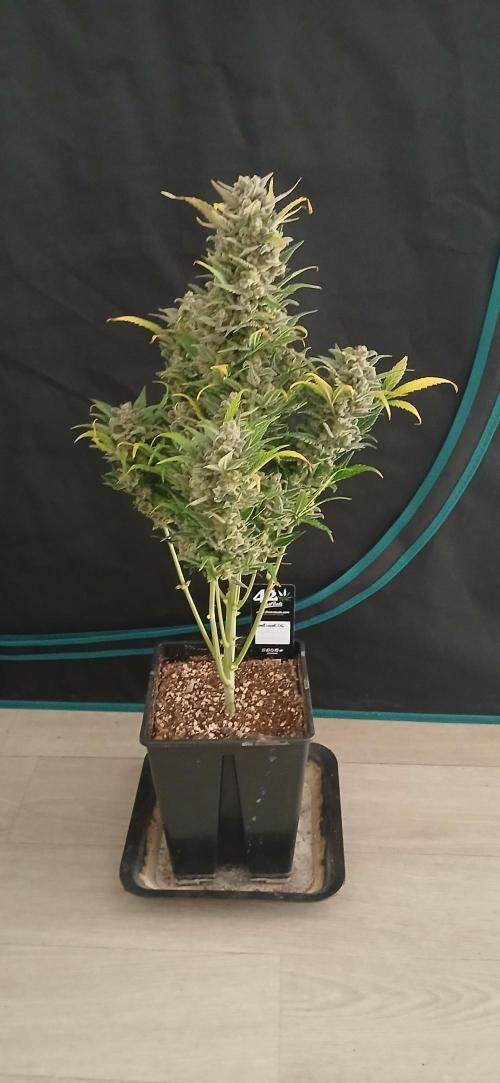 Banana Purple /GorillaZ/West Coast OG. Week 11