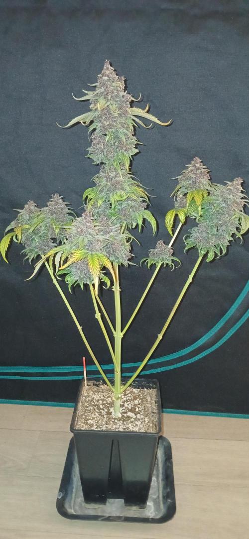 Banana Purple /GorillaZ/West Coast OG. Week 11