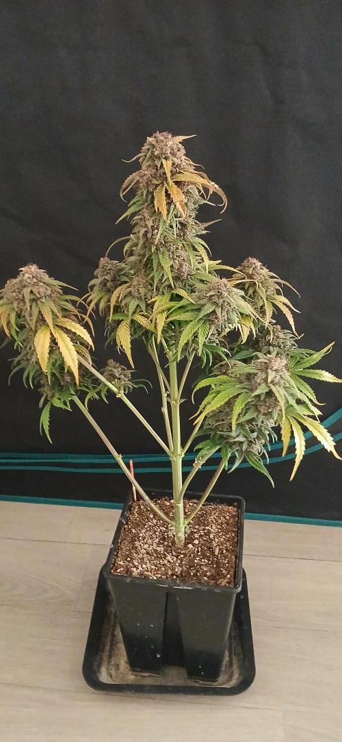 Banana Purple /GorillaZ/West Coast OG. Week 11