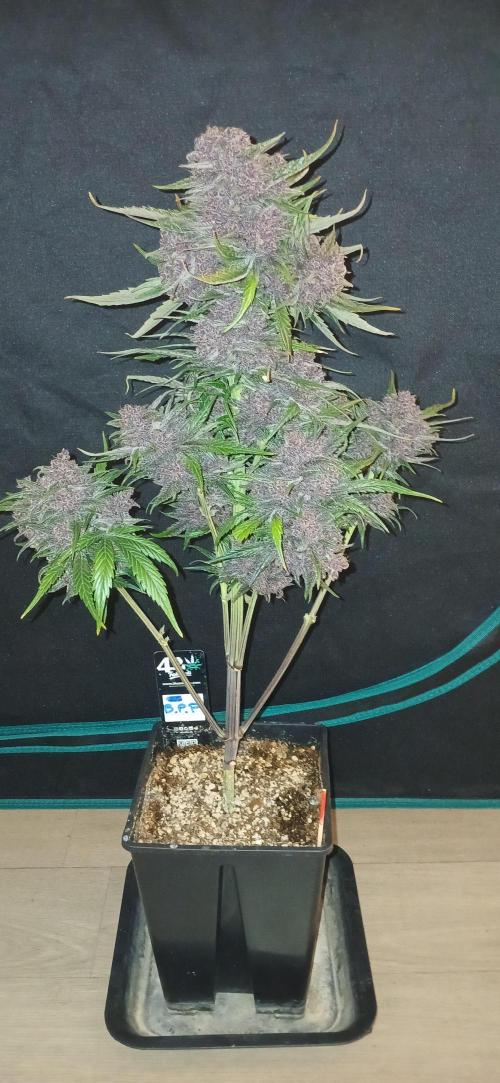 Banana Purple /GorillaZ/West Coast OG. Week 11